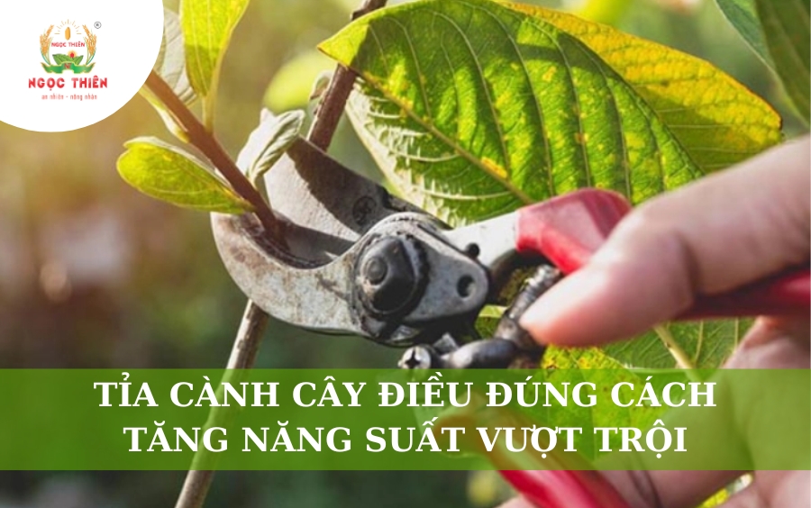 Tỉa Cành Cây Điều Đúng Cách: Tăng Năng Suất Vượt Trội