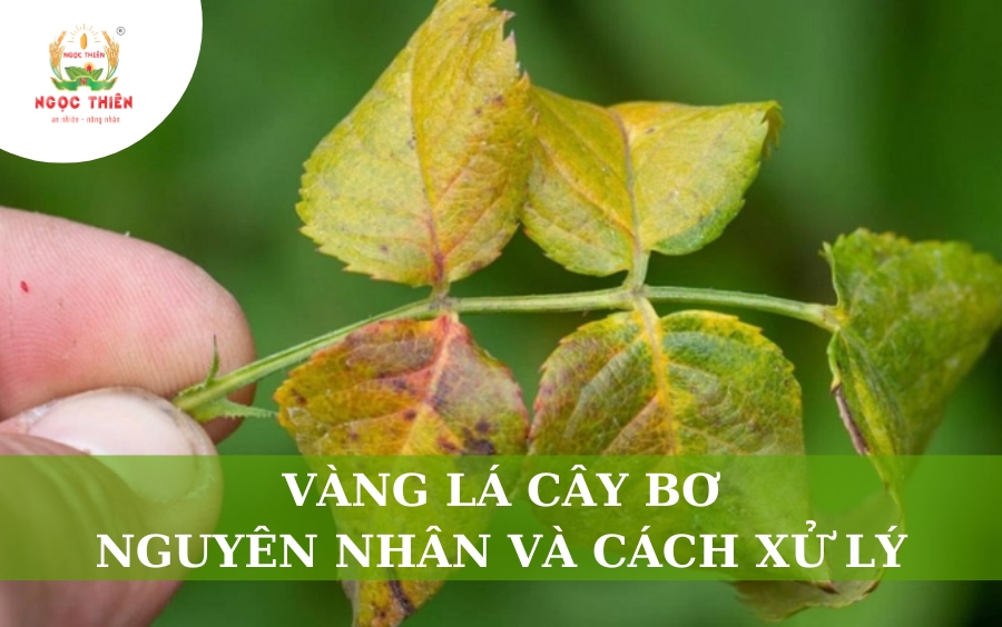 Vàng Lá Cây Bơ: Nguyên Nhân Và Cách Xử Lý