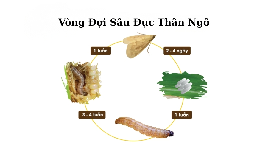 Sâu Đục Thân Ngô: Nhận Biết, Tác Hại Và Giải Pháp Đặc Trị