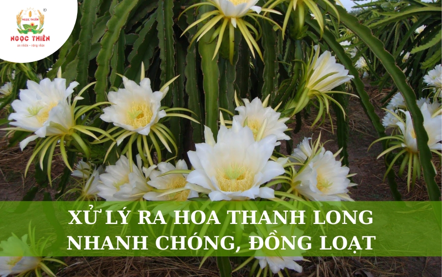 Xử Lý Ra Hoa Thanh Long: Nhanh Chóng, Đồng Loạt