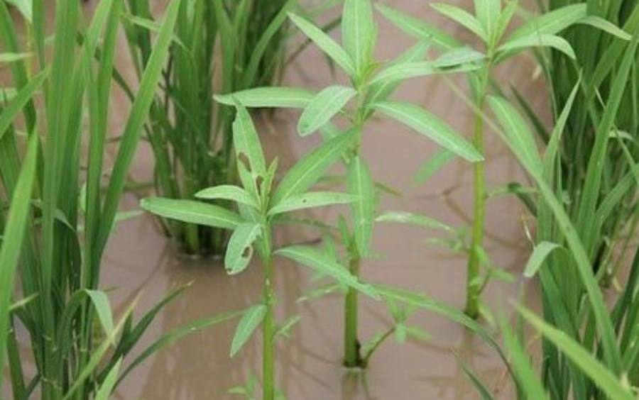 Quản Lý Cỏ Dại Trên Lúa Hiệu Quả, An Toàn