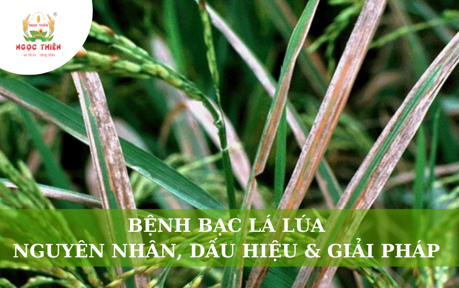 Bệnh Bạc Lá Lúa: Nguyên Nhân, Dấu Hiệu & Giải Pháp