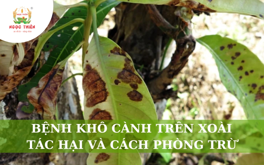 Bệnh Khô Cành Trên Xoài: Tác Hại Và Cách Phòng Trừ Hiệu Quả