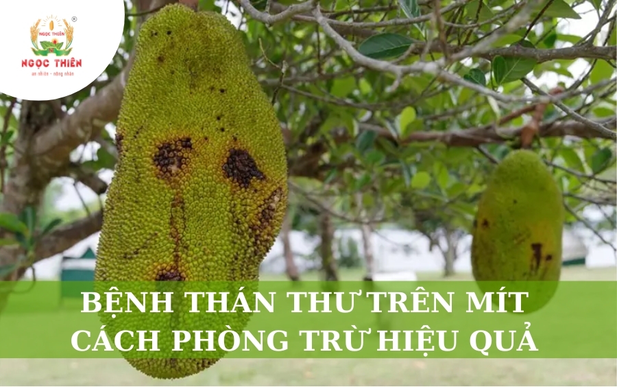 Bệnh Thán Thư Trên Mít: Cách Phòng Trừ Hiệu Quả
