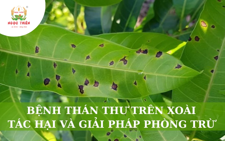 Bệnh Thán Thư Trên Xoài: Tác Hại Và Giải Pháp Phòng Trừ