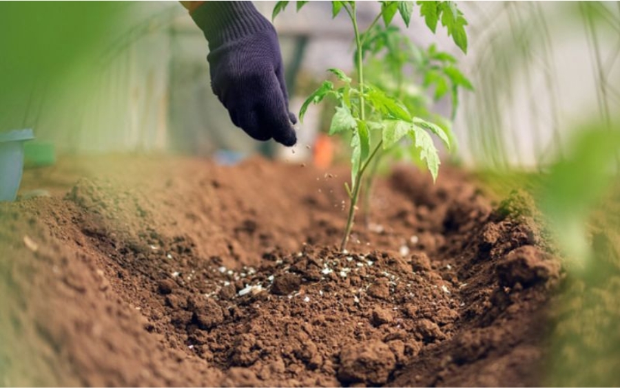 Vai Trò Của Lân Đối Với Cây Trồng