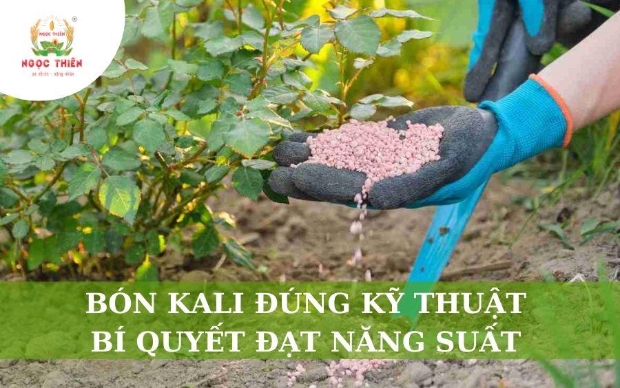 Bón Kali Đúng Kỹ Thuật: Bí Quyết Đạt Năng Suất