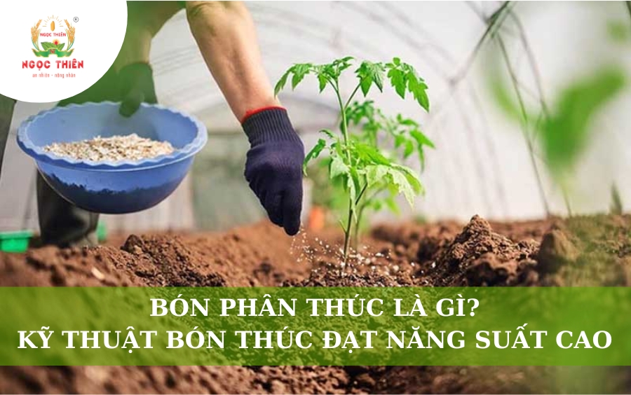 Bón Phân Thúc Là Gì? Kỹ Thuật Bón Thúc Đạt Năng Suất Cao