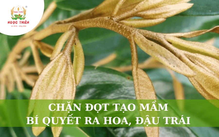 Chặn Đọt Tạo Mầm: Bí Quyết Ra Hoa Đậu Trái