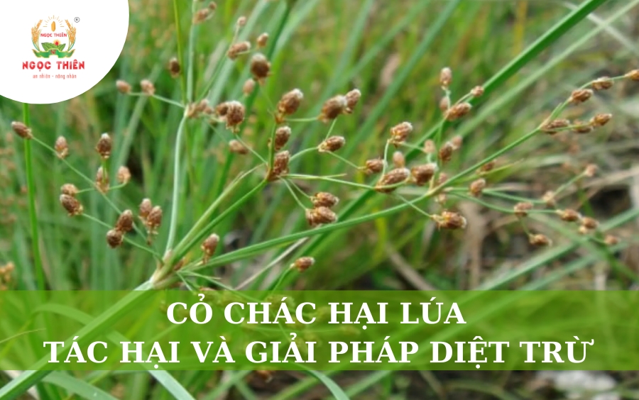 Cỏ Chác Hại Lúa: Tác Hại Và Giải Pháp Diệt Trừ