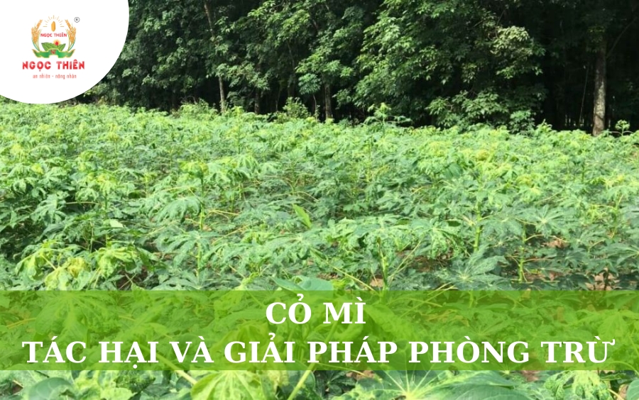 Cỏ Mì: Tác Hại Và Giải Pháp Phòng Trừ