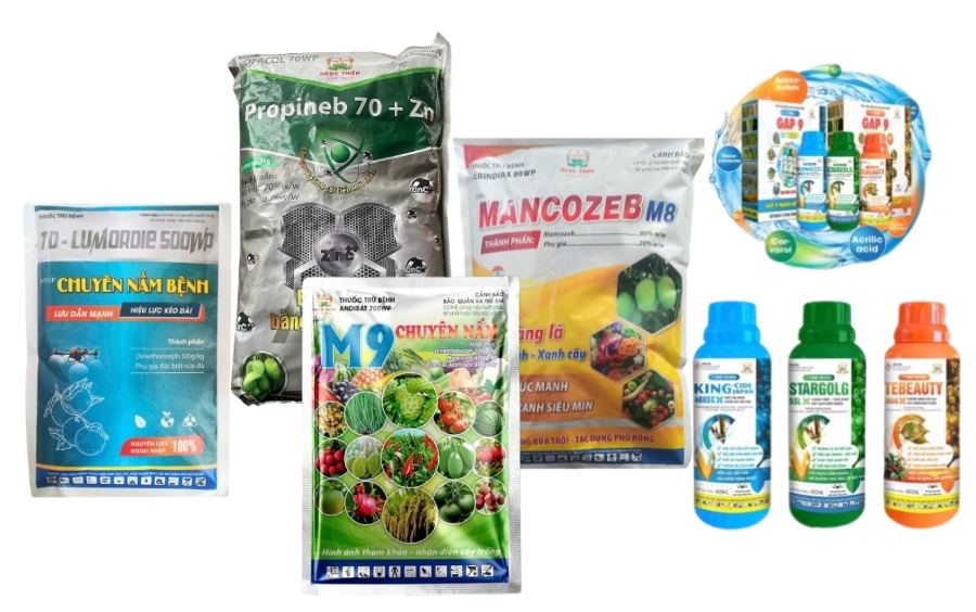 Bệnh Thán Thư Trên Mít: Cách Phòng Trừ Hiệu Quả