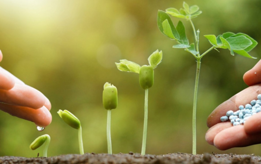Vai Trò Của Đạm Đối Với Cây Trồng