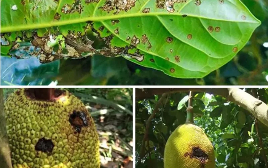 Bệnh Thán Thư Trên Mít: Cách Phòng Trừ Hiệu Quả