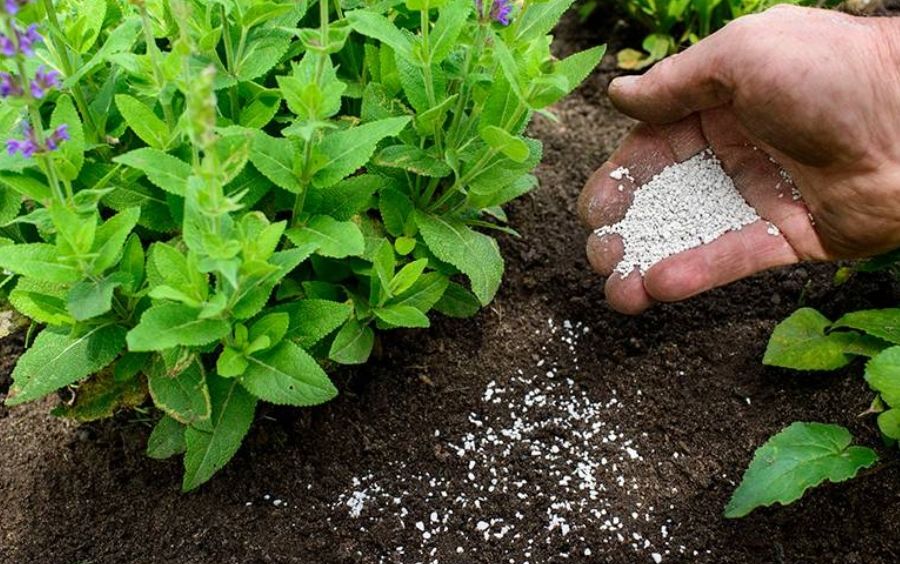 Bón Phân Thúc Là Gì? Kỹ Thuật Bón Thúc Đạt Năng Suất Cao