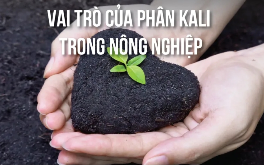 Vai Trò Của Kali Đối Với Cây Trồng