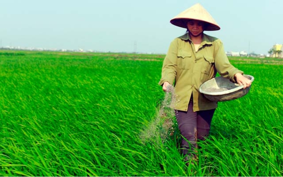 Bón Phân Thúc Là Gì? Kỹ Thuật Bón Thúc Đạt Năng Suất Cao
