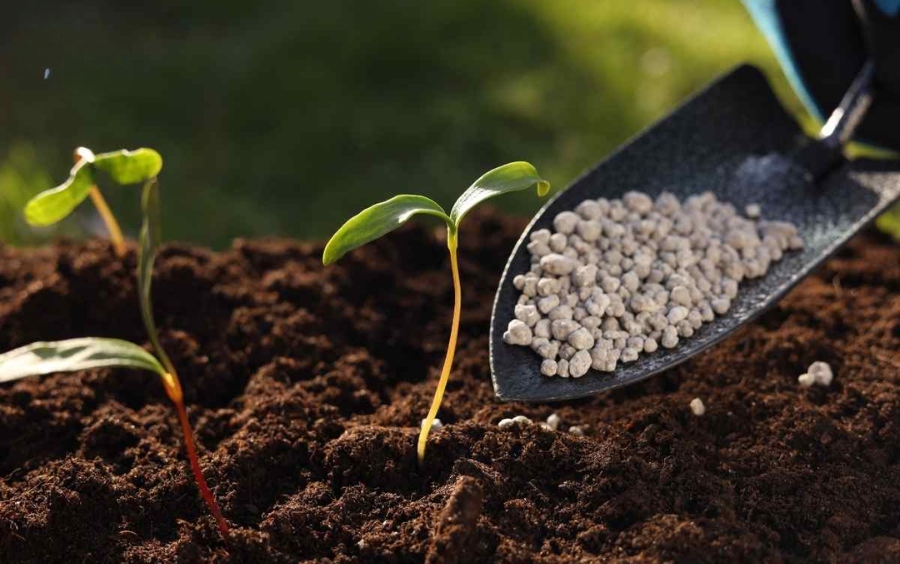 Vai Trò Của Lân Đối Với Cây Trồng