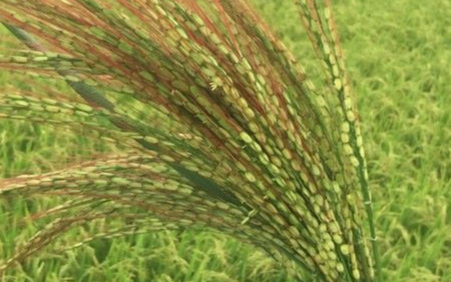 Quản Lý Lúa Cỏ: Giải Pháp Hiệu Quả, Nhanh Chóng