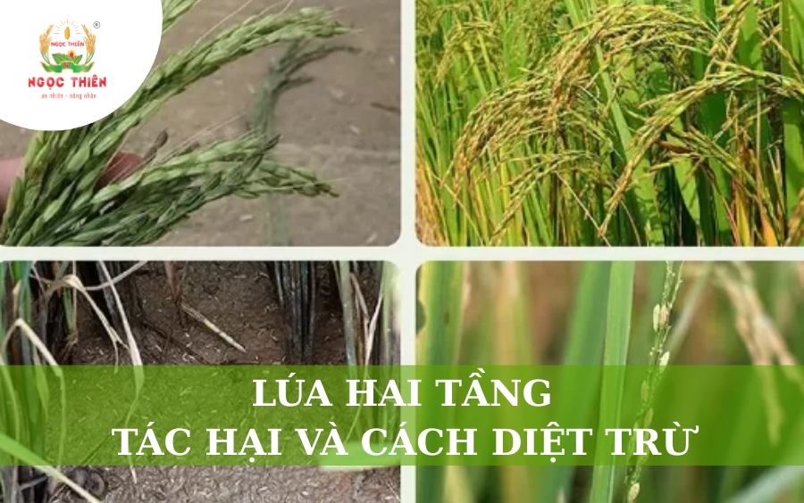Lúa Hai Tầng: Tác Hại Và Cách Diệt Trừ Hiệu Quả