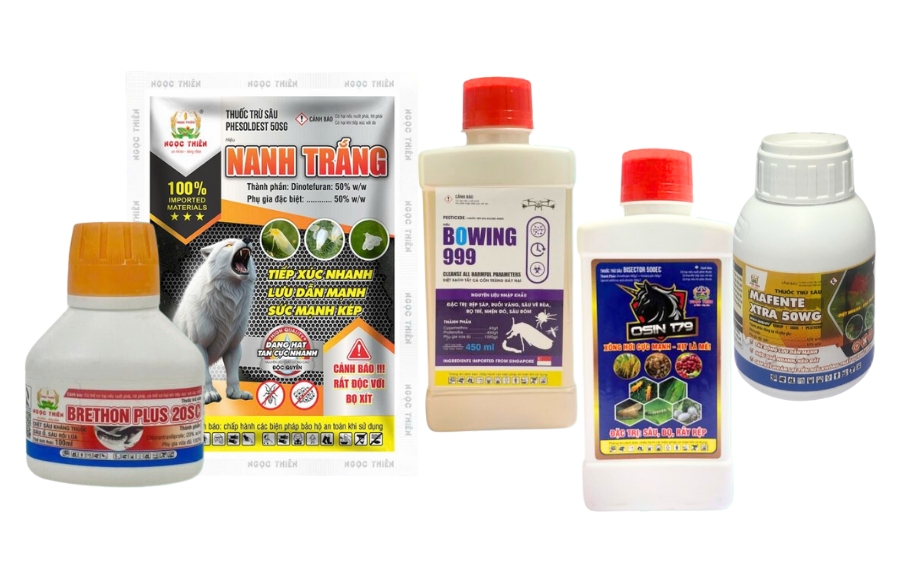 Sâu Hại Cây Mận & Giải Pháp Phòng Trừ Hiệu Quả
