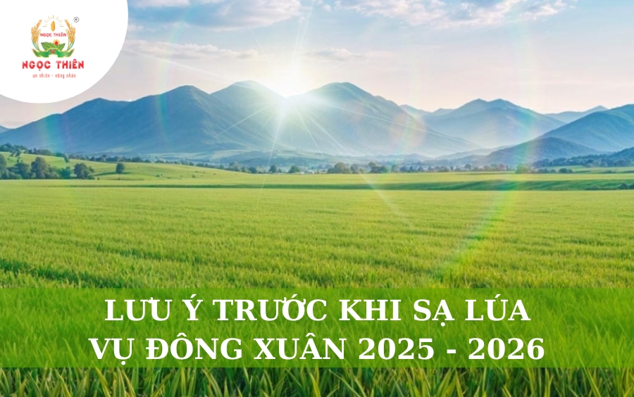 Lưu Ý Trước Khi Sạ Lúa Vụ Đông Xuân 2025 - 2026