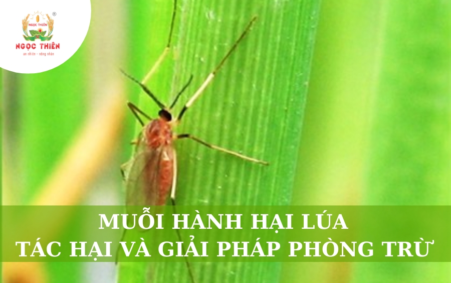 Muỗi Hành Hại Lúa: Tác Hại & Giải Pháp Phòng Trừ