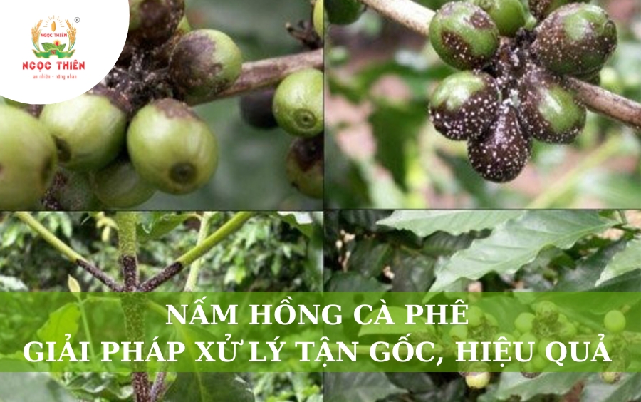 Nấm Hồng Cà Phê Và Giải Pháp Xử Lý Tận Gốc, Hiệu Quả