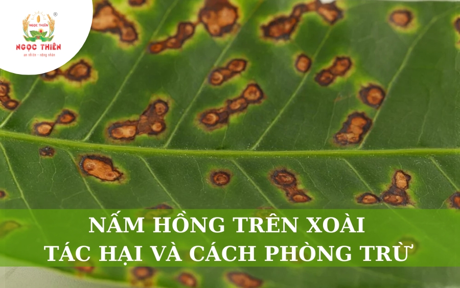 Nấm Hồng Trên Xoài: Tác Hại Và Cách Phòng Trừ