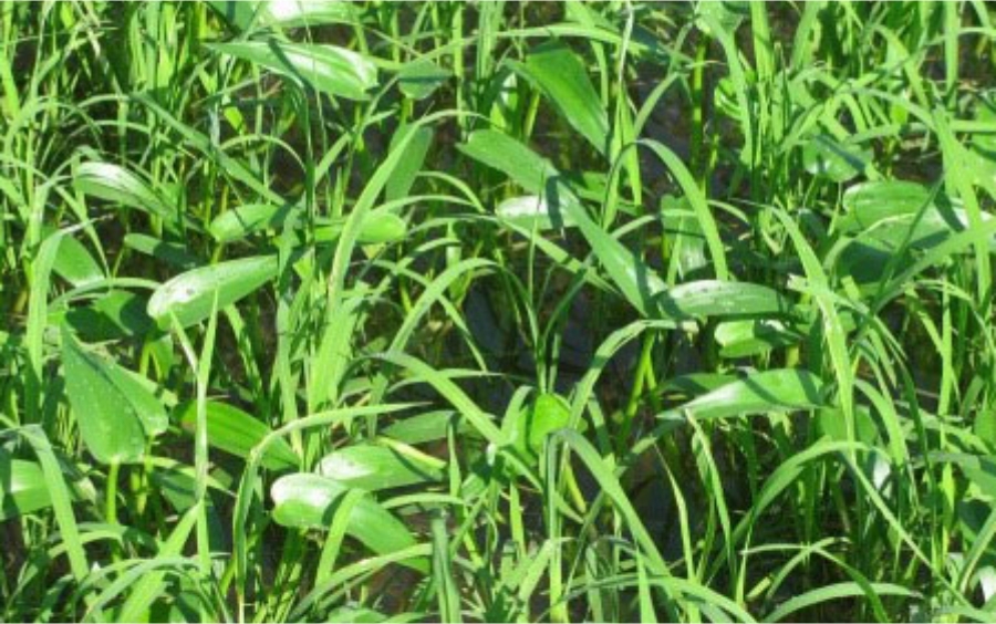 Quản Lý Cỏ Dại Trên Lúa Hiệu Quả, An Toàn
