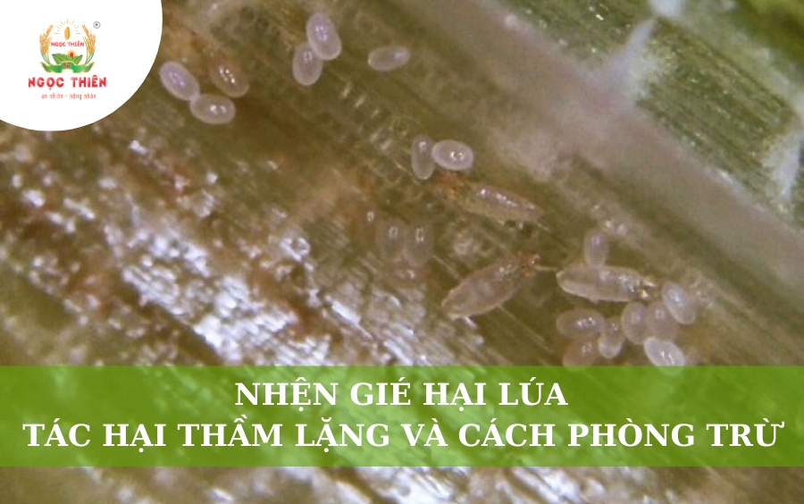 Nhện Gié Hại Lúa: Tác Hại Thầm Lặng Và Cách Phòng Trừ