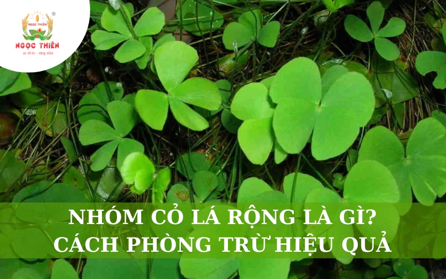 Nhóm Cỏ Lá Rộng Là Gì? Cách Phòng Trừ Hiệu Quả