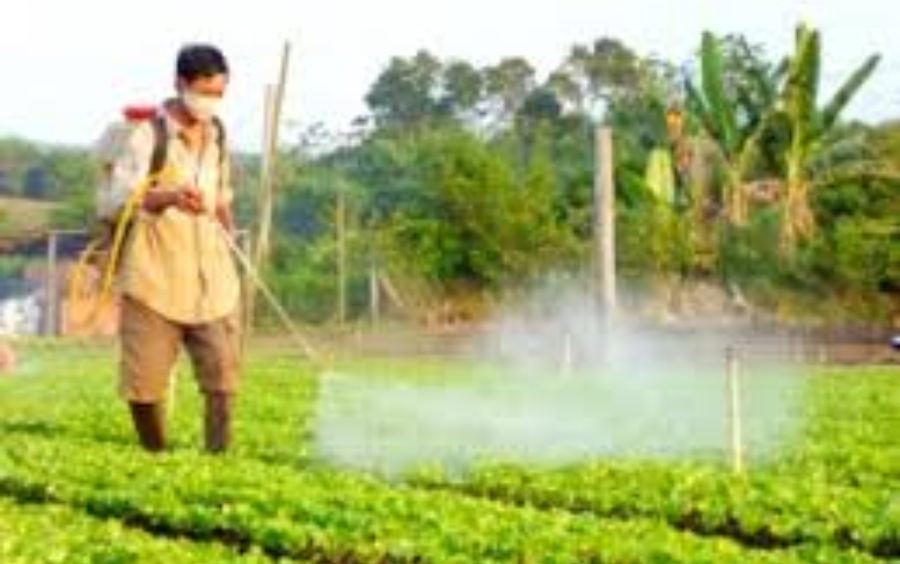 Phân Bón Lá Sinh Học: Kỹ Thuật, Ưu Điểm Và Ứng Dụng