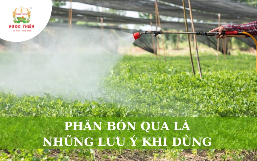 Phân Bón Qua Lá: Những Lưu Ý Khi Dùng