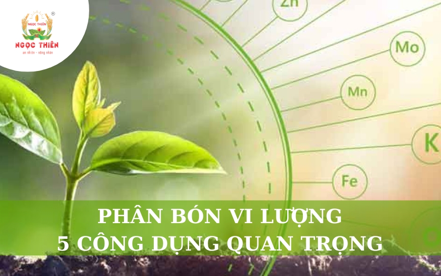Phân Bón Vi Lượng Là Gì? 5 Công Dụng Quan Trọng