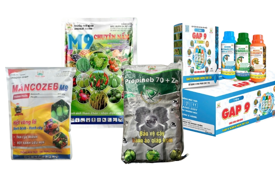 Bệnh Thán Thư Trên Xoài: Tác Hại Và Giải Pháp Phòng Trừ