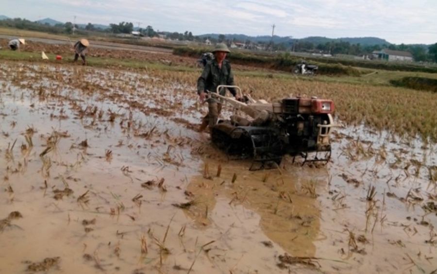 Quản Lý Lúa Cỏ: Giải Pháp Hiệu Quả, Nhanh Chóng