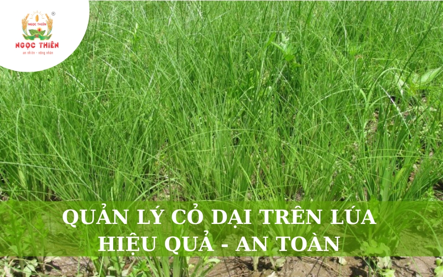 Quản Lý Cỏ Dại Trên Lúa Hiệu Quả, An Toàn