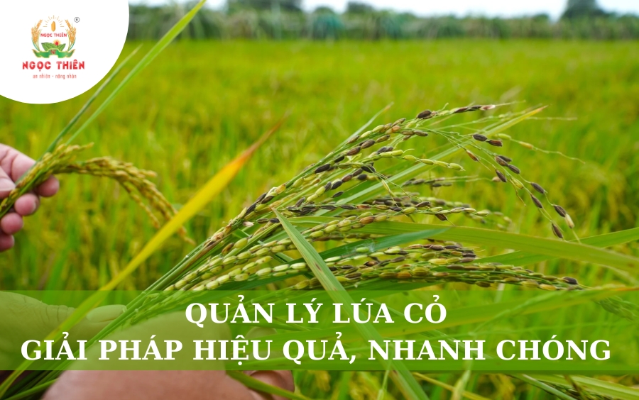 Quản Lý Lúa Cỏ: Giải Pháp Hiệu Quả, Nhanh Chóng
