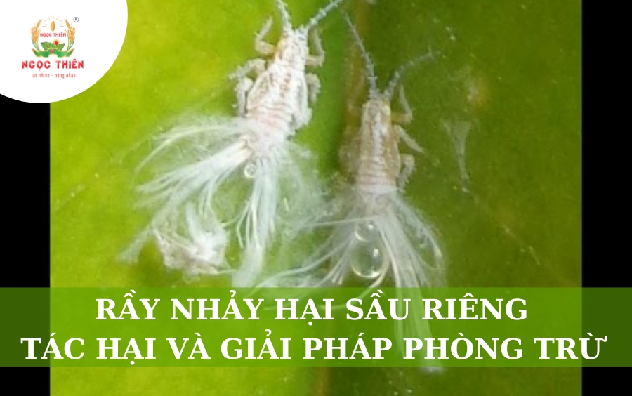 Rầy Nhảy Hại Sầu Riêng: Tác Hại Và Giải Pháp Phòng Trừ