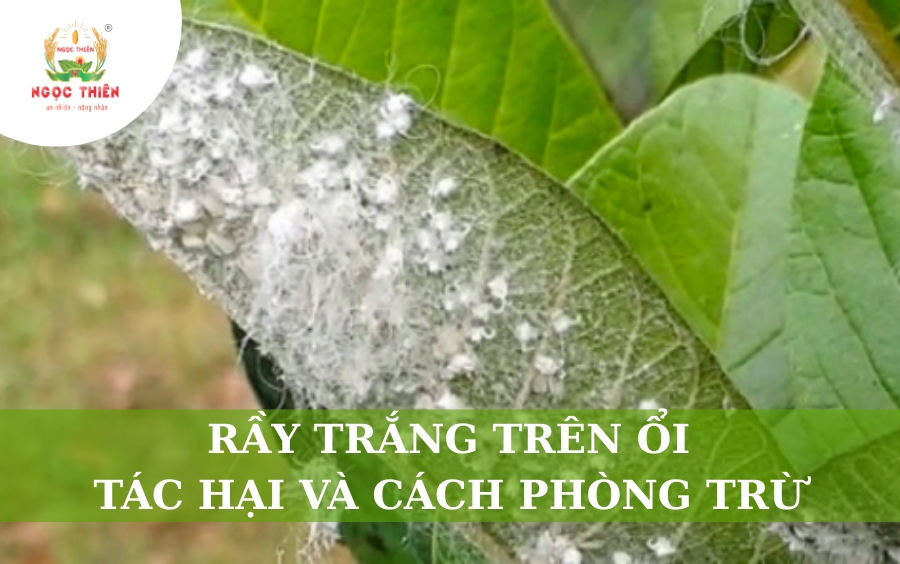 Rầy Trắng Trên Ổi: Tác Hại Và Cách Phòng Trừ