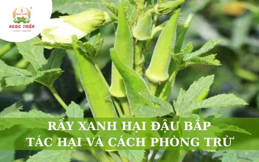 Rầy Xanh Hại Đậu Bắp: Tác Hại Và Cách Phòng Trừ