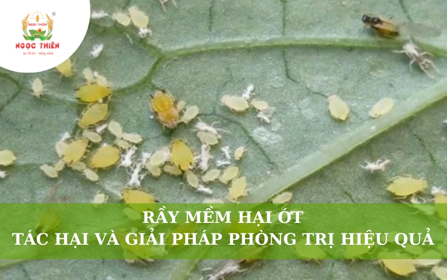 Rầy Mềm Hại Ớt: Tác Hại Và Giải Pháp Phòng Trị Hiệu Quả