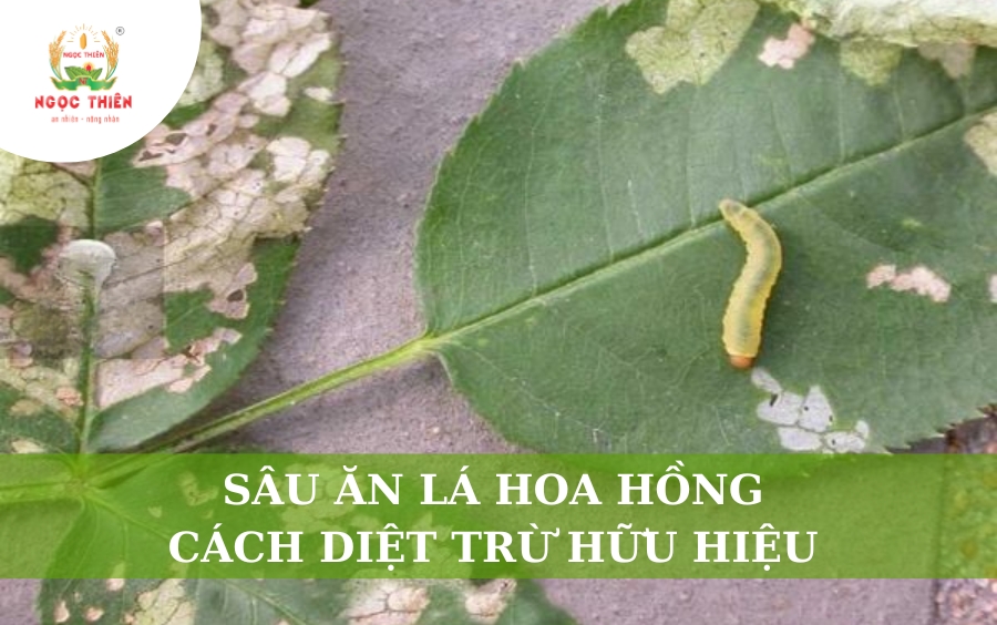 Sâu Ăn Lá Hoa Hồng: Cách Diệt Trừ Hữu Hiệu