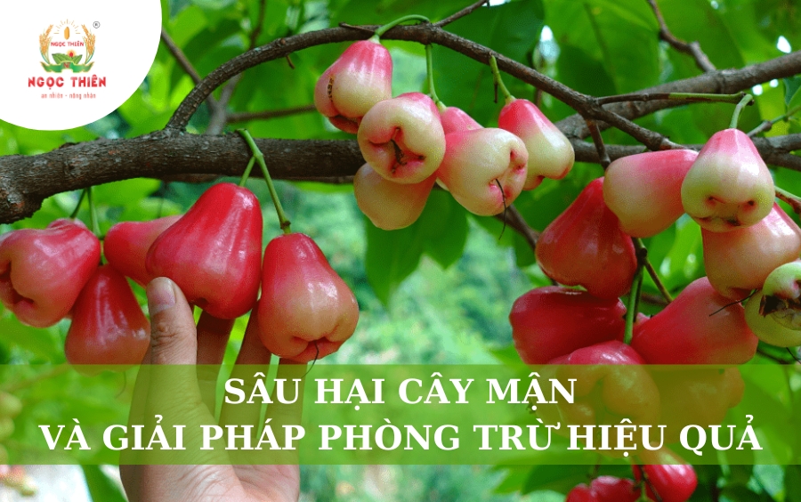 Sâu Hại Cây Mận & Giải Pháp Phòng Trừ Hiệu Quả