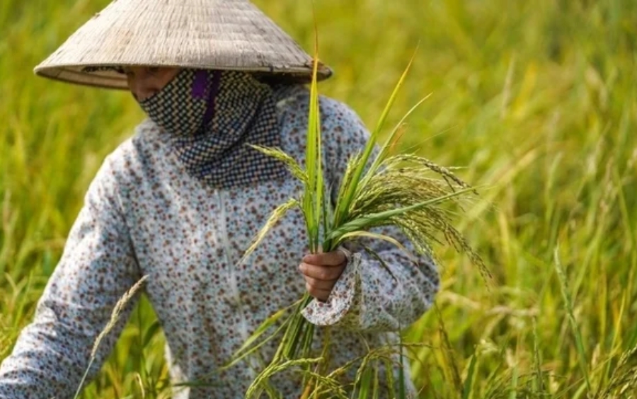 Lúa Hai Tầng: Tác Hại Và Cách Diệt Trừ Hiệu Quả