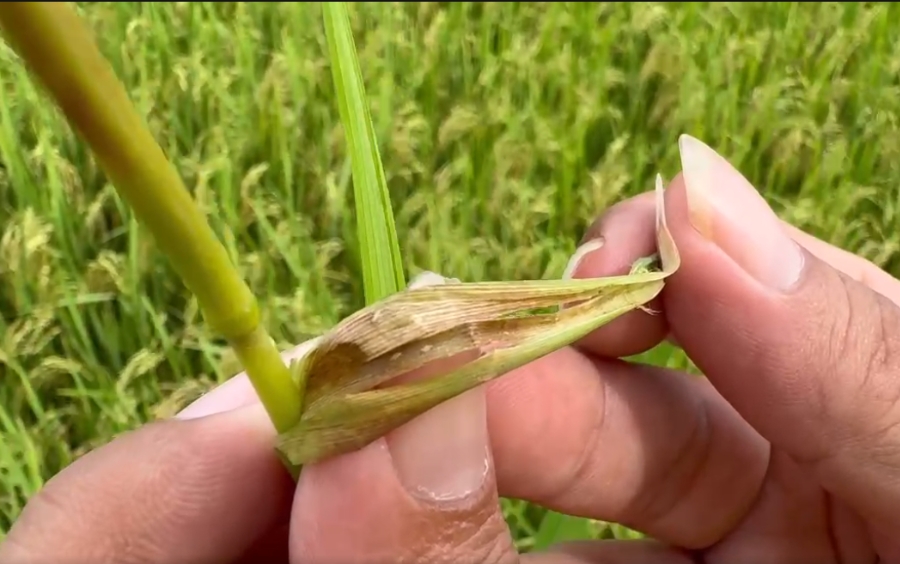 Nhện Gié Hại Lúa: Tác Hại Thầm Lặng Và Cách Phòng Trừ