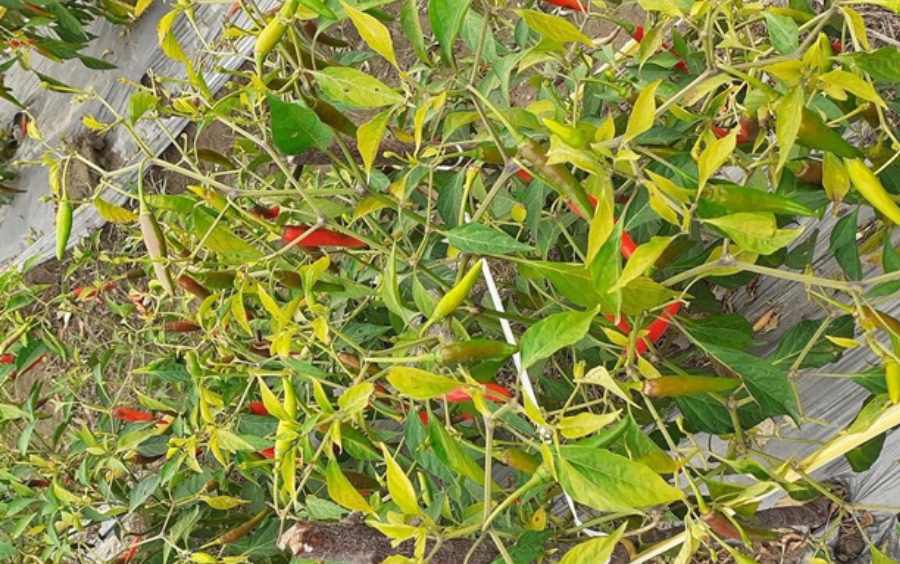 Vàng Lá Trên Ớt: Nguyên Nhân, Tác Hại Và Giải Pháp