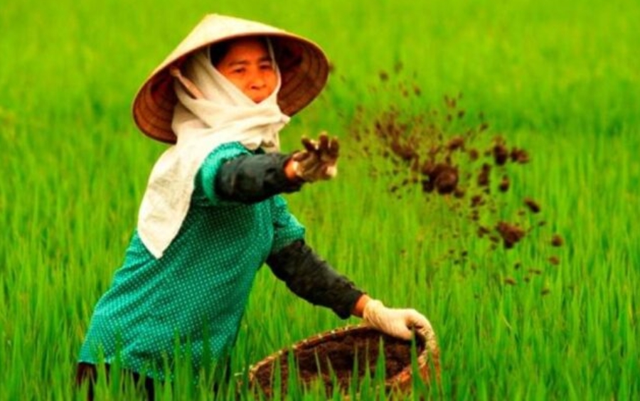 Bón Phân Thúc Là Gì? Kỹ Thuật Bón Thúc Đạt Năng Suất Cao