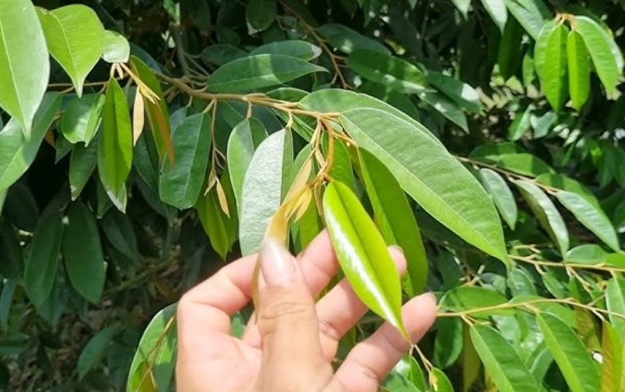 Chặn Đọt Tạo Mầm: Bí Quyết Ra Hoa Đậu Trái